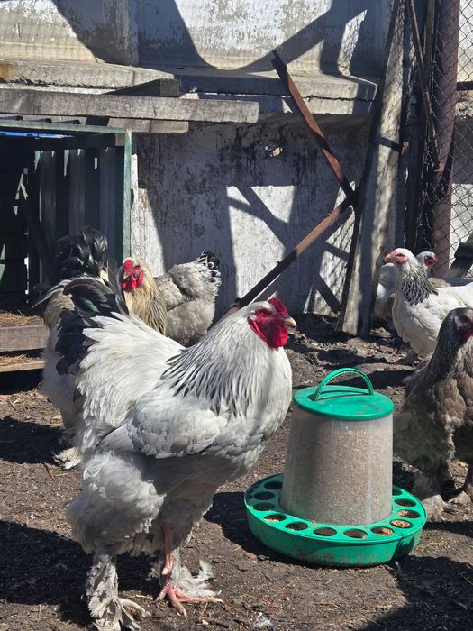 Инкубационые яйца брама