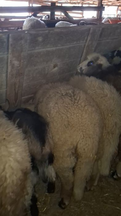 De vanzare miei pe stabulatie!