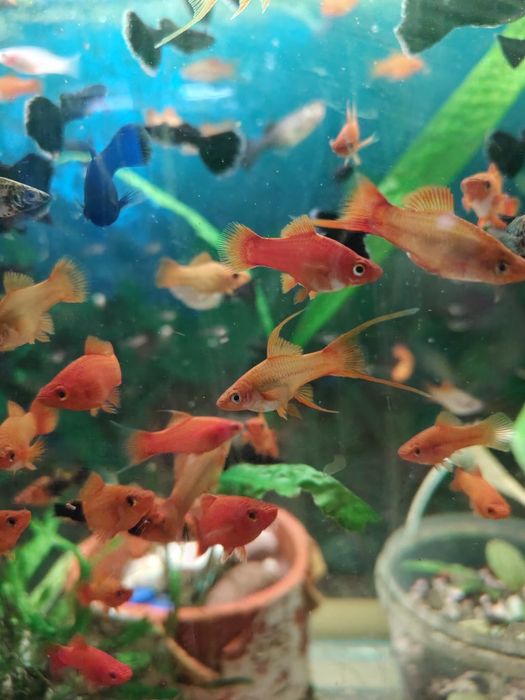 Рыбки парные рыбки.