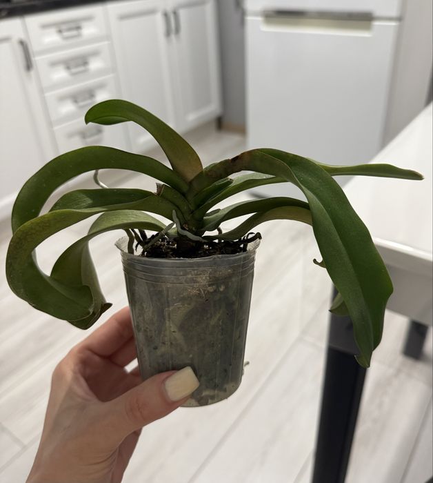 Орхидея Ирен Добкин (сортовая)