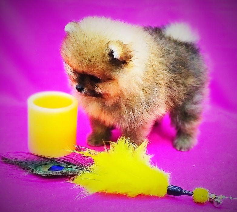 Щенки померанского шпица