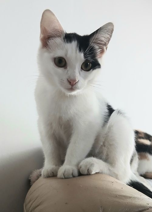 Котята в дар добрым людям