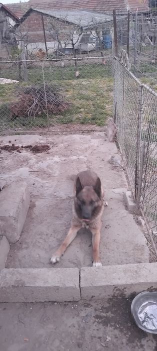 Donez câine pentru curte