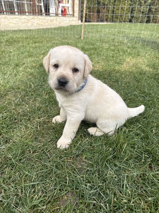 Pui Labrador Retriever cu Pedigree FCI !!!