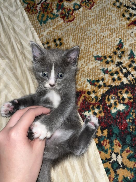 Продаются котята, остался один