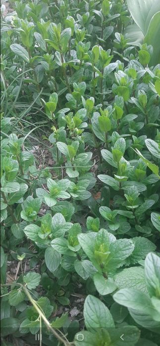 Цветы      цветы