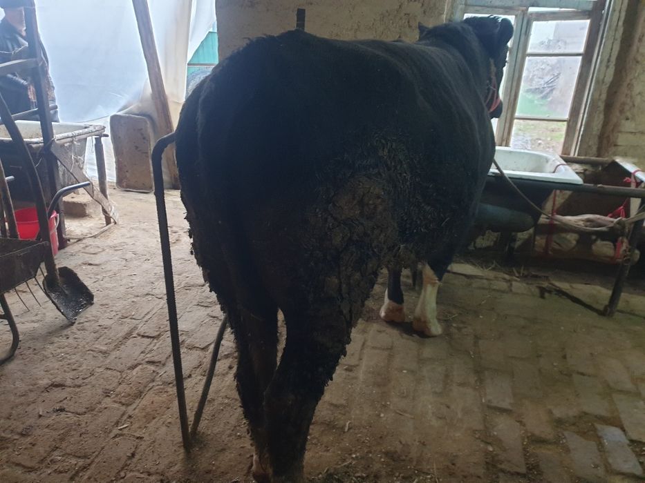 Buqa sotiladi yeb ichishi zor