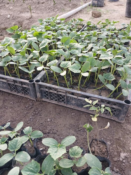 Бодиринг кучат бор