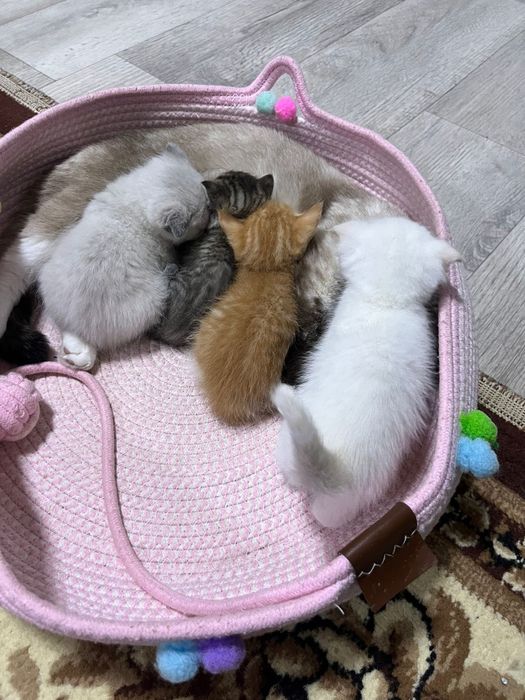 Котятв вислаухие