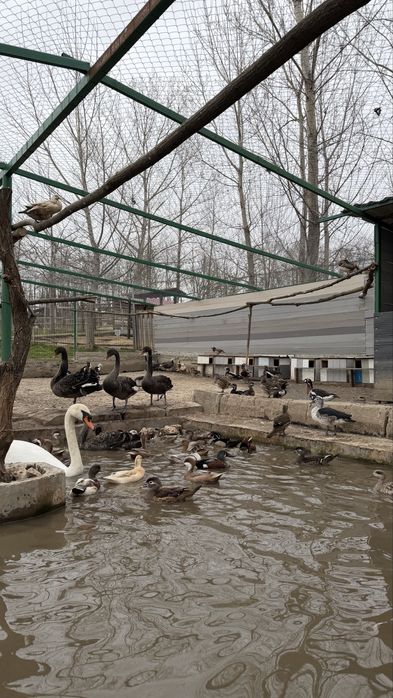 Лебеди, гъзки, патки