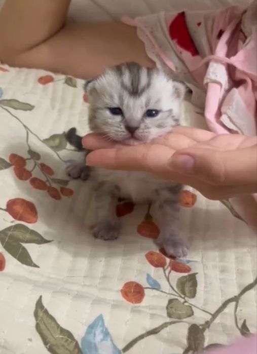 котята породистые