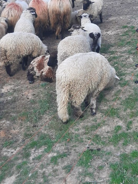 Vînd oi miei mari