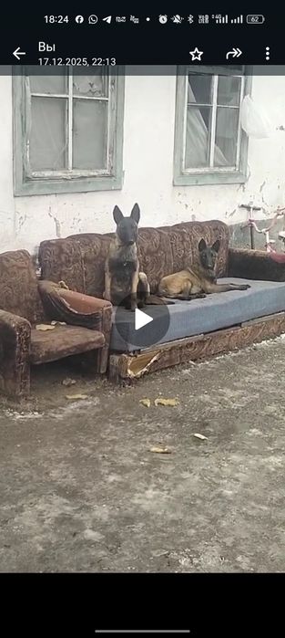 Бельгийская овчарка (6,мес.суки 2 )