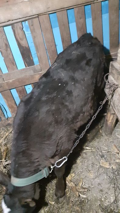 Vițea angus neagră