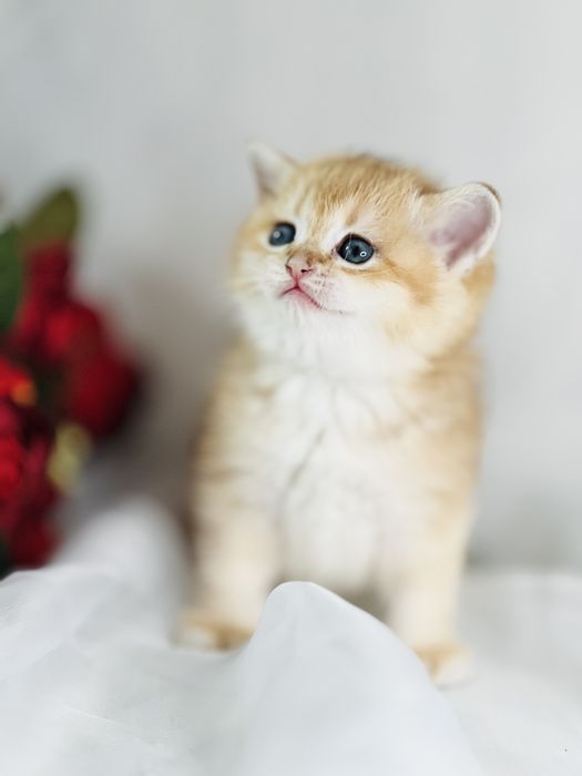 Девочка и мальчик  NY12