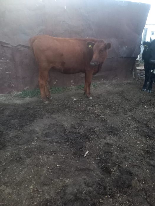 Мал сатылады шет ауданы