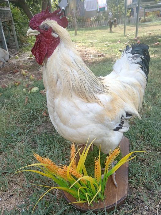 Препариран петел