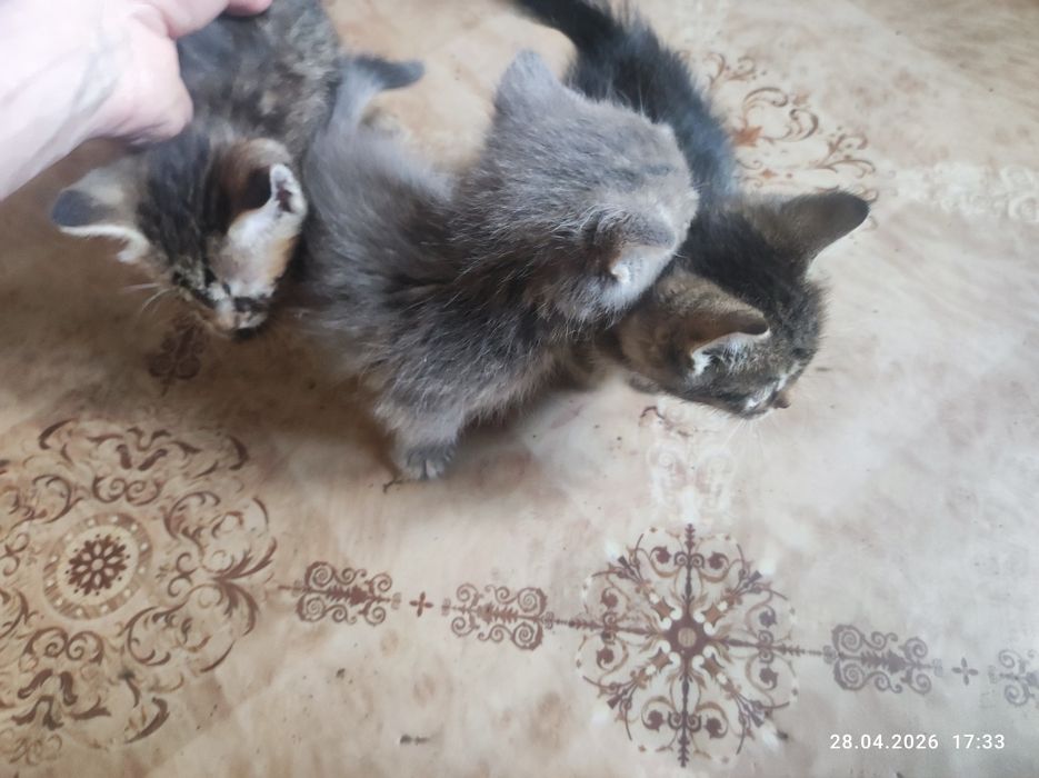 Отдам котяток в добрые руки