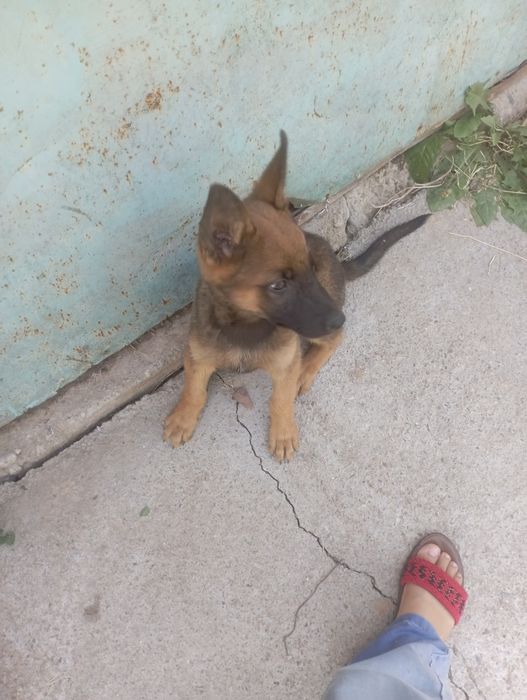 Afcharka nemis zotli