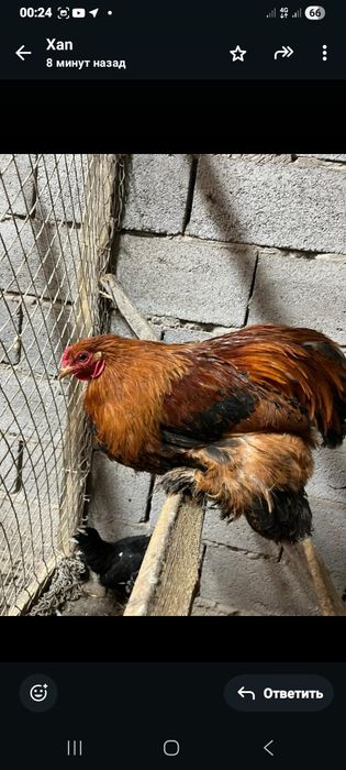 Продам куры брамы