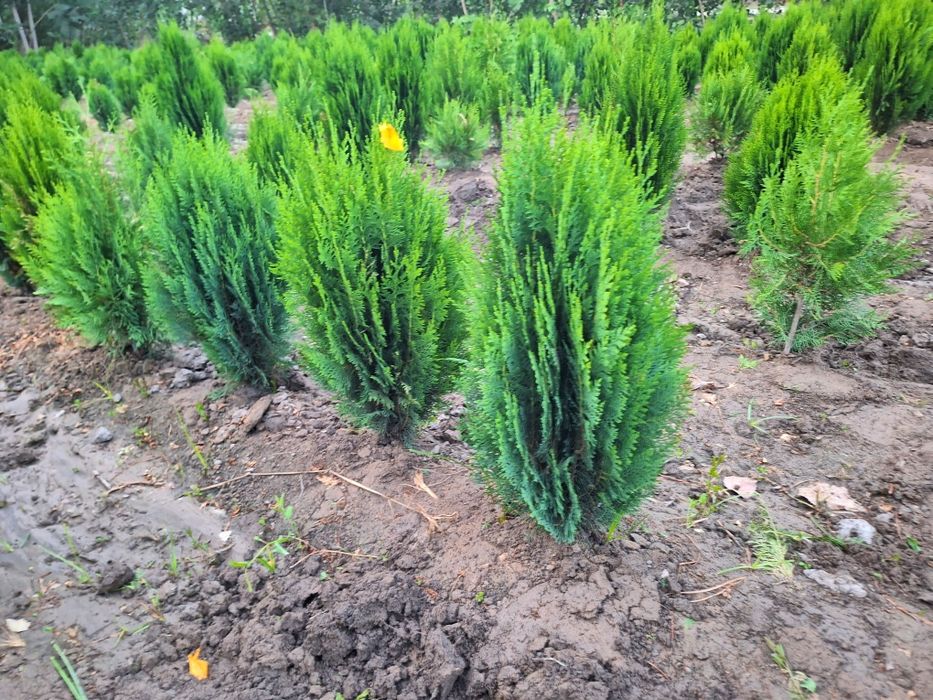 Арчалар. Глобус шаклида.