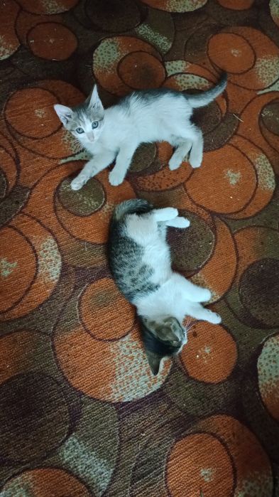 Отдам котёнка в добрые руки