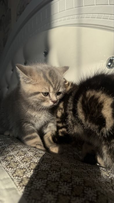 Котят скоттиш страйт