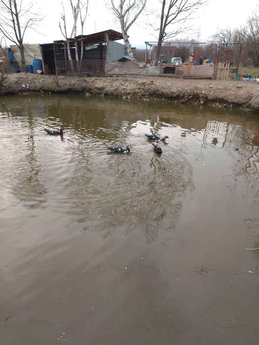 Vând rațe mute leșești