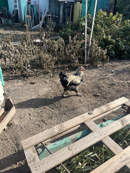 Продам  петухов