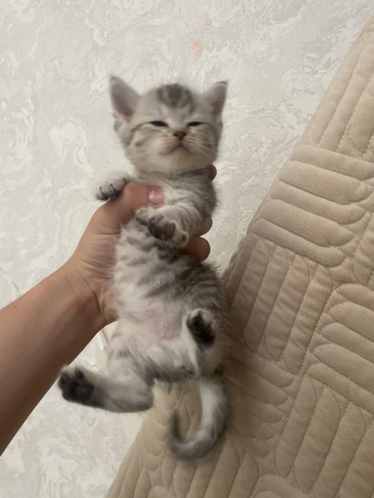 КОШКА пародистая