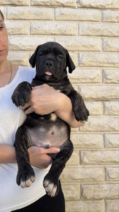 Italian Cane Corso