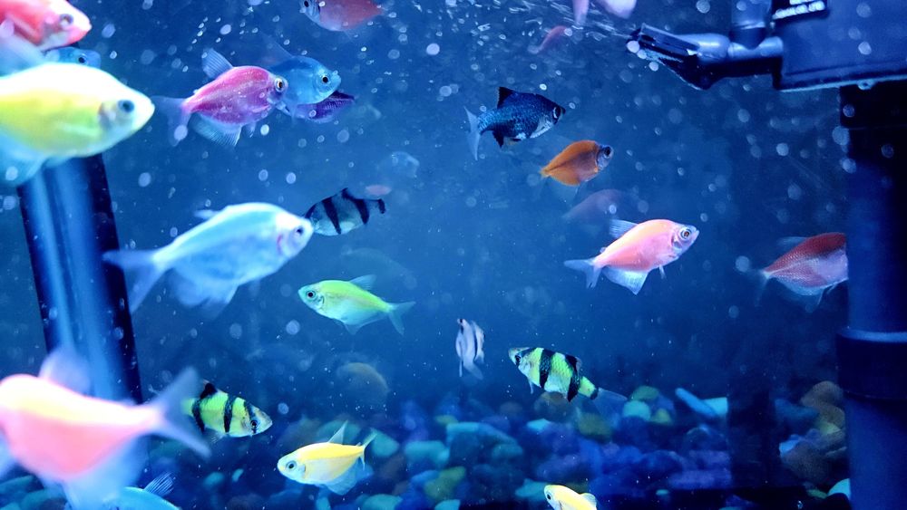 Аквариум баликлари билан сотилад 15 литри