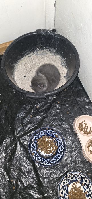 Mushuk bolari sotiladi