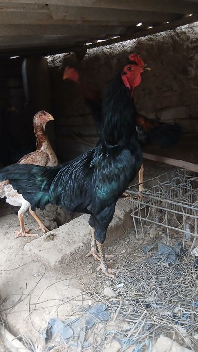 Tovuq xurozlar sotiladi