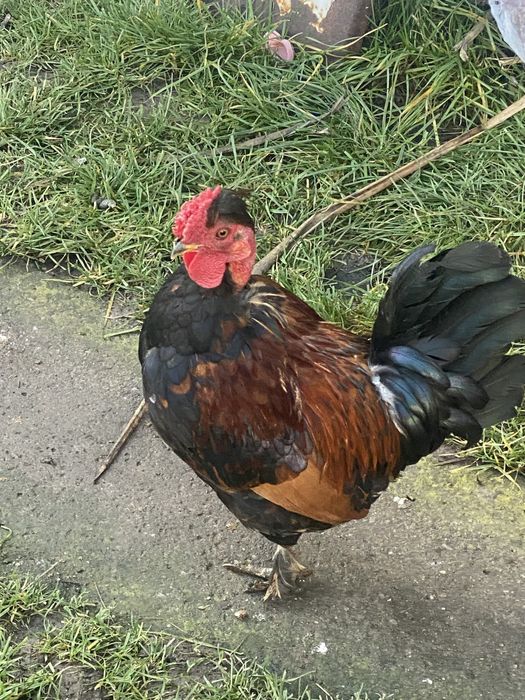 Vannd sau schimb cocosi pitice