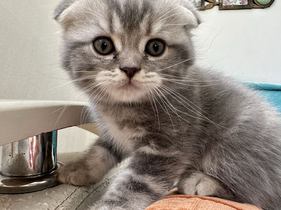 Продам вислоухих котят