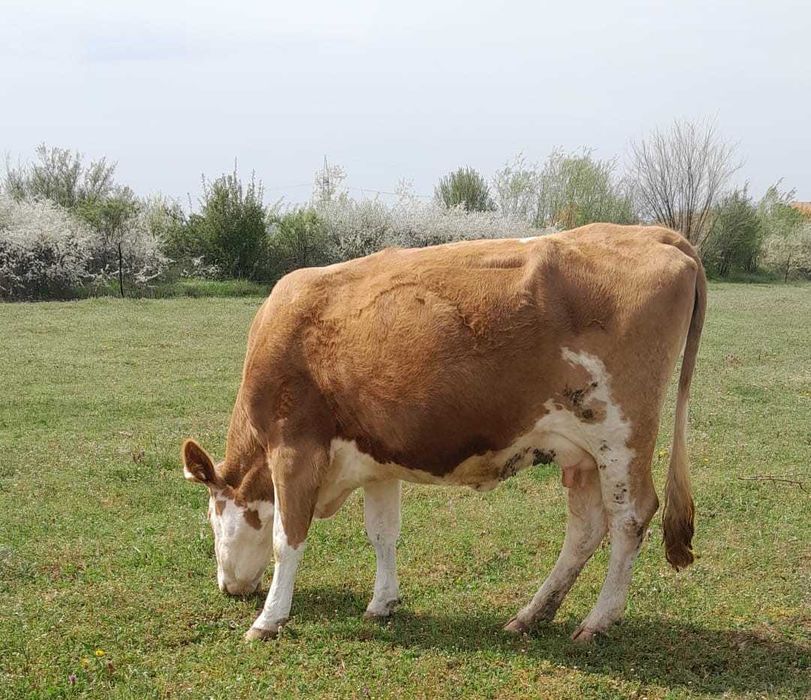 Vand Vaca Baltata Romaneasca cu vitea de 2 luni jumatate