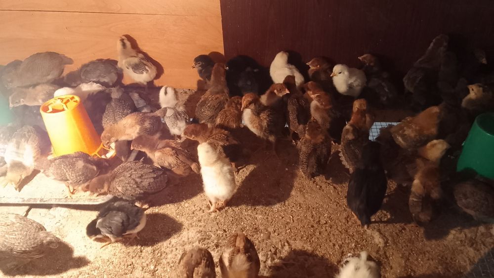 Продам цыплят от домашних кур