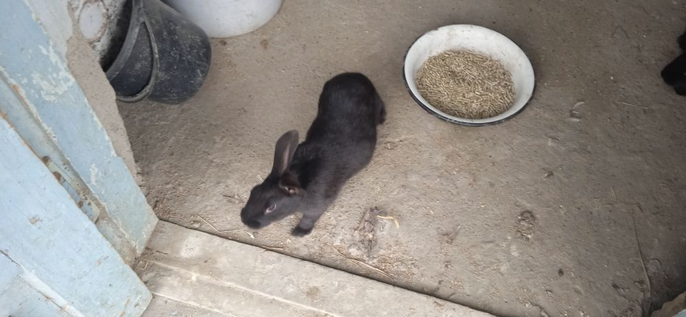 Reks va vilikan quyon