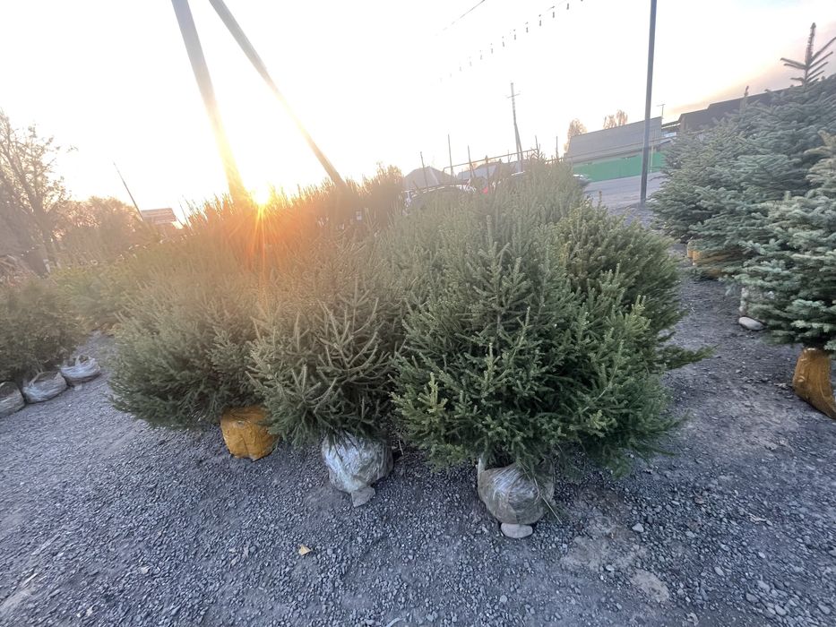 Голубые ели