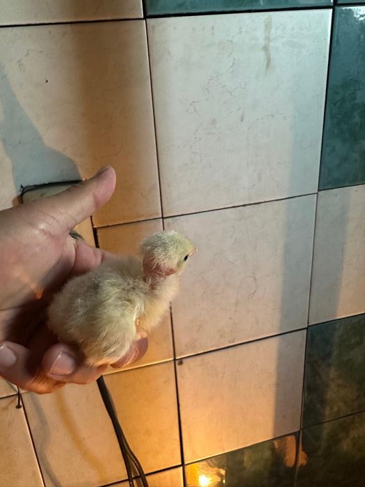 Продам домашних цыплят