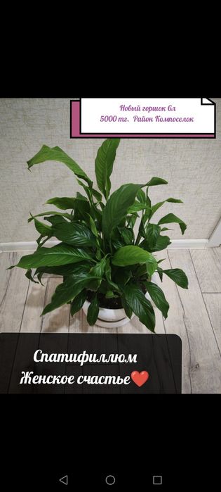 Гүлдер Цветы район Компоселок