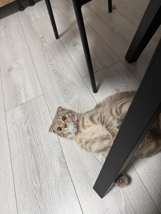 Котёнок Куки продается