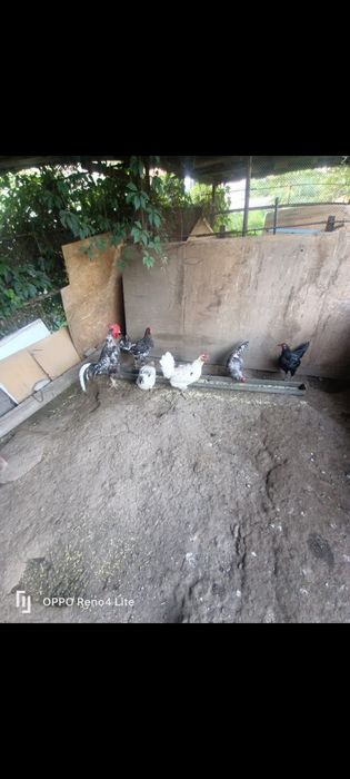Домашние куры продаются