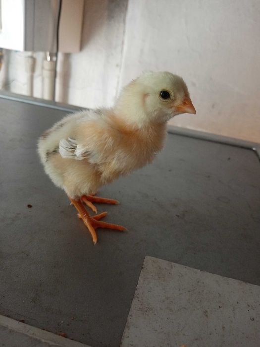 Дакан цыплята 10 шт