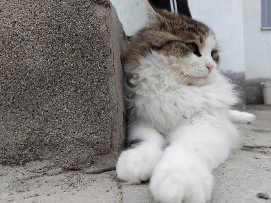 Кошки в добрые руки