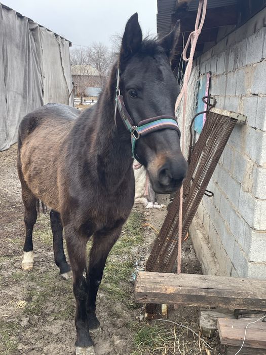 Продам кабылу с жеребенком