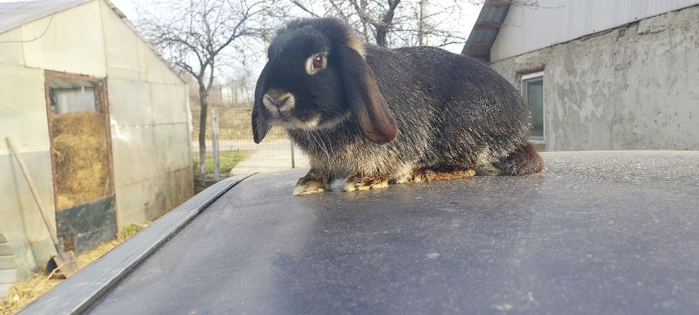 Iepurași drăgălași