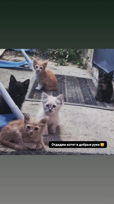 Отдадим котят даром