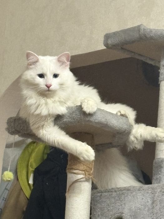 Кот в хорошие руки